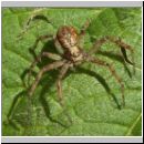 Philodromus cespitum - Philodromidae - w01.jpg
